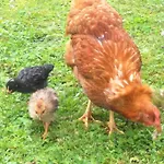 Farmreiterhof Alloggio in famiglia *