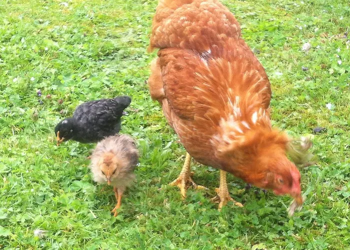 Farmreiterhof Accommodatie bij particulieren *